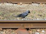 Dohle (Corvus monedula) schreitet am Schienenstrang entlang; 140322