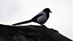 ELSTER AUF DACHFIRST IN SIEGEN  Der schne schwarz-weie Rabenvogel hat auch so seine Last mit menschlichen Vorurteilen:von der  diebischen Elster  bis zum Vogel der Todesgttin HEL aus