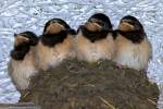 Vier dicke Jungschwalben sind offensichtlich grsser als ihr Nest.