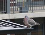 Aufgeplustert sitzt diese Taube fotogen auf einer Balustrade.