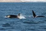 Zwei Orcas im Kaldfjorden; 07.11.2015