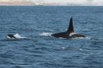 Orcas im Kaldfjorden; 07.11.2105