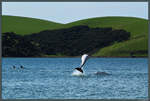 Ein Delphin springt in der Opito Bay in Neuseeland aus dem Wasser.