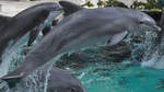 Delfine whrend einer Vorfhrung im Zoo Duisburg.