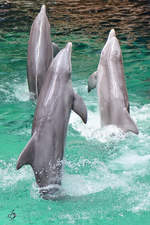 Delfine whrend einer Vorfhrung im Zoo Duisburg.