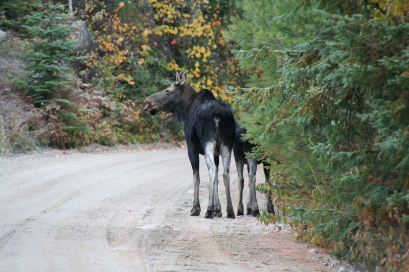 Zwei Moose oder auch genauer Ostkanadischer Elch genannt (Alces alces americanus) im Canadischen Algonquin Park am Morgen des 12.10.2009. Den Tieren konnte man sich bis auf 30 Metern zu Fu nhern.