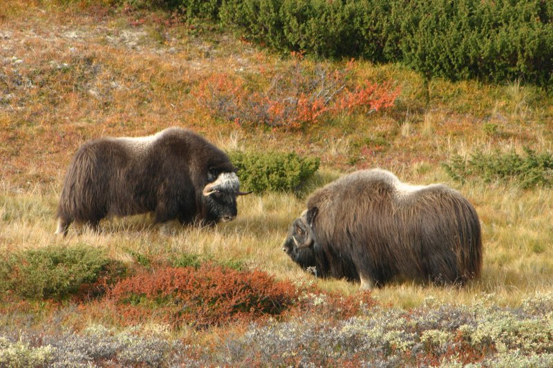 Zwei Moschus-Bullen im norwegischen Dovrefjell.