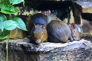 Atlas-Gundi´s im Aquazoo Dsseldorf, so gesehen Mitte Januar 2012.