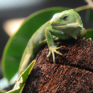 Ein Gebnderter Fidschi-Leguan im Aquazoo Dsseldorf.
