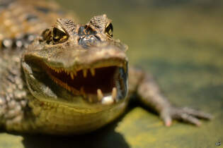 Der Kopf eines Australischen Swasserkrokodiles, so gesehen im Januar 2012 im Aquazoo Dsseldorf.
