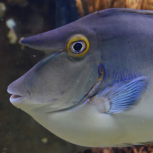 Der Kopf eines Blauklingen-Nasendoktors (Langschnauzen-Einhornfisch), so gesehen im Januar 2012 im Aquazoo Dsseldorf.