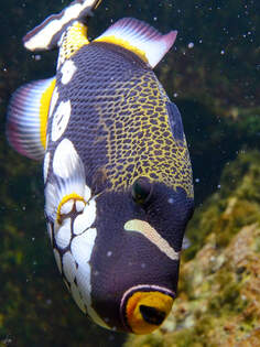 Dieser Leopard-Drckerfisch war im Januar 2012 im Aquazoo Dsseldorf zu sehen.