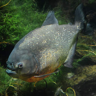 Hier zu sehen ein Gelber Piranha im Aquazoo Dsseldorf.