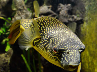 Mitte Januar 2012 habe ich im Aquazoo Dsseldorf diesen Goldringel-Kugelfisch (Riesenkugelfisch / Teppichkugelfisch) abgelichtet.
