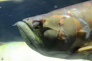 Der Kopf eines Silbergabelbartes (?), so gesehen Mitte Januar 2012 im Aquazoo Dsseldorf.