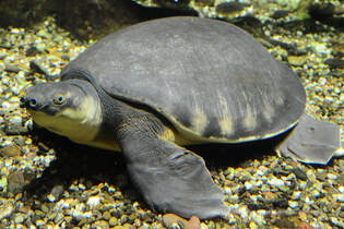 Hier zu sehen eine Papua-Weichschildkrte im Aquazoo Dsseldorf.