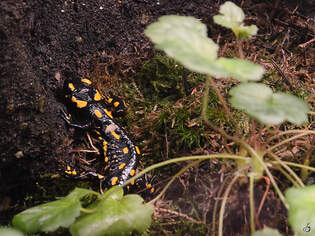 Dieser Feuersalamander war Mitte Januar 2012 im Aquazoo Dsseldorf zu sehen.