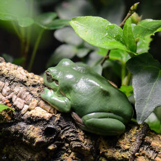 Ein Europischer Laubfrosch im Aquazoo Dsseldorf, so gesehen Mitte Januar 2012.
