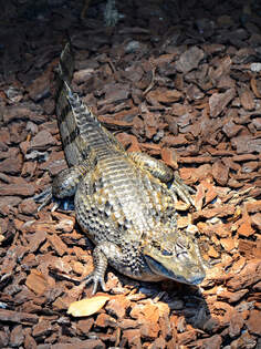 Ein Krokodilkaiman im Aquazoo Dsseldorf.