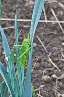 Wie fast jedes Jahr ist auch in diesem ein Heupferd in unserem Garten aufgetaucht.