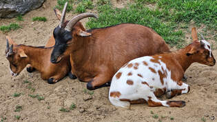 Zwergziegen Mitte Juli 2025 im Wildpark Frankenhof Reken.