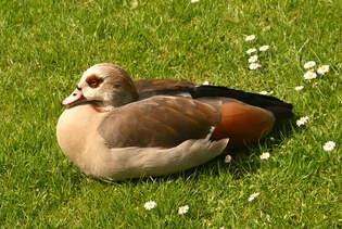 Nilgans beim Relaxen zwischen Gnseblmchen - 20.04.2025