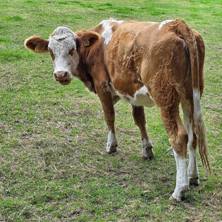 Was guckst Du? Ein Rind, welches ich Ende September 2025 in Hattingen entdeckt hatte.