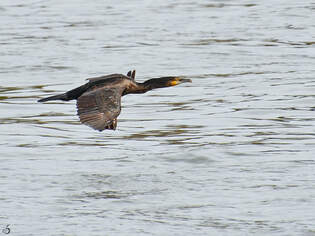 Ende September 2025 flog dieser Kormoran ber den Rhein bei Duisburg.