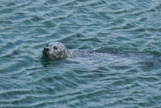 Robbe im Robbenforschungszentrum Hohe Dne am 17.