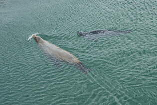 Training einer Robbe im Robbenforschungszentrum Hohe Dne am 17.