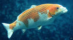 Ein Nishikigoi (einfach Koi) im Aquazoo Dsseldorf.
