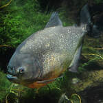 Hier zu sehen ein Gelber Piranha im Aquazoo Dsseldorf.
