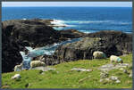 Eine Schafherde weidet am 09.05.2025 an einer Steilkste auf Barra (Schottland).