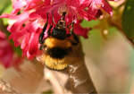 Hummel auf Blte im Garten - 08.04.2025