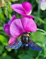 Diese Groe blau-schwarze Holzbiene besucht mehrmals tglich unsere Wicke.