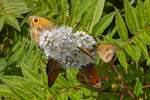 Mehrere Schmetterlinge (Kleine Wiesenvgelchen), an einer Blte am Wegesrand.