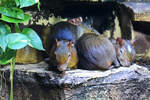 Atlas-Gundi´s im Aquazoo Dsseldorf, so gesehen Mitte Januar 2012.