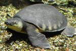 Hier zu sehen eine Papua-Weichschildkrte im Aquazoo Dsseldorf.