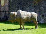 Ein Bison steht im Festungsgraben von Neubreisach (Neuf-Brisach) im Elsa, Sept.2025