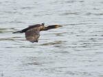 Ende September 2025 flog dieser Kormoran ber den Rhein bei Duisburg.