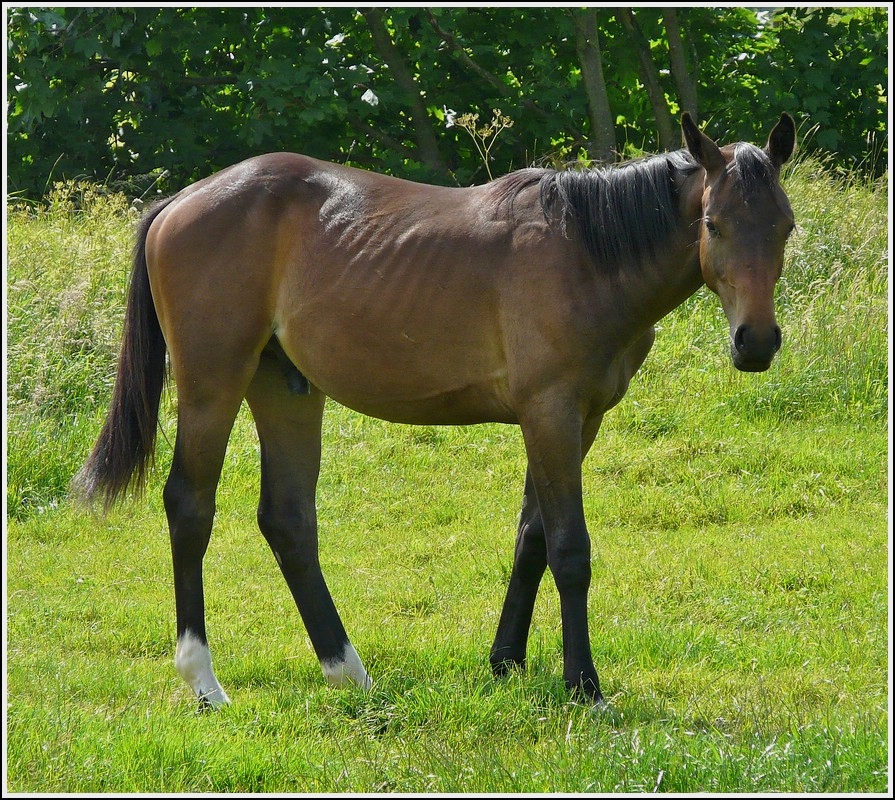 , Aufmerksam beobachtet diese Pferd den Fotografen. 15.06.2008 (Hans)