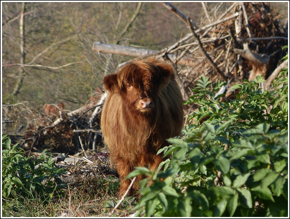 - Ausgebüchst - Neugierig schaute mich das junge Rind an, welches weit weg von seiner Weide, mitten in einem abgeholzten Wald stand. 15.11. 2011 (Jeanny)