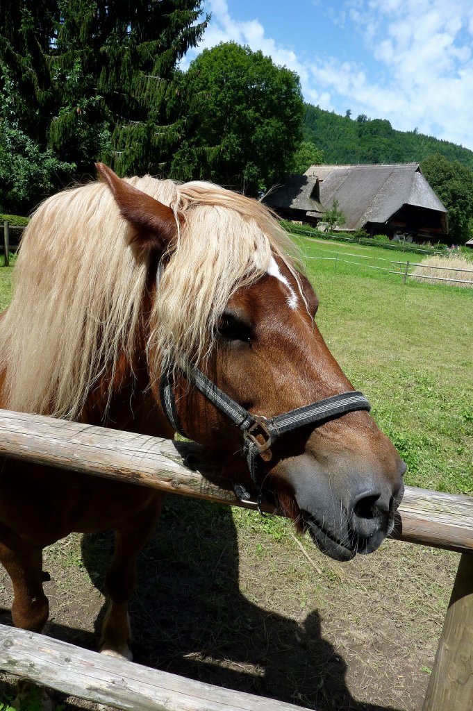 ... bekommt viele Streicheleinheiten tglich, Freilichtmuseum Vogtsbauernhof im Schwarzwald, Juli 2012