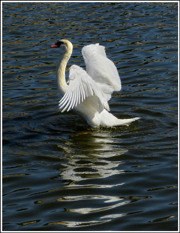 ... dann in der Sonne trocknen. 01.04.2012 (Jeanny)