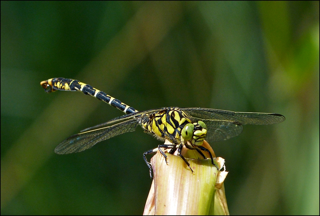 . Das Mnnchen der Blaugrnen Mosaikjungfer (Aeshna cyanea) setzt sich fr die Fotografin in Pose. 16.07.2013. (Jeanny)