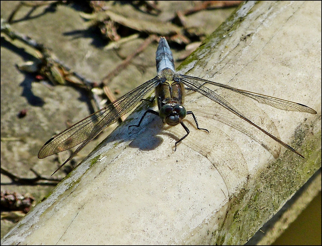 . Das Mnnchen des Groen Blaupfeils (Orthetrum cancellatum) sonnt sich am 08.07.2013 auf einem alten Fischerboot in der Nhe von Bavigne. (Jeanny)    