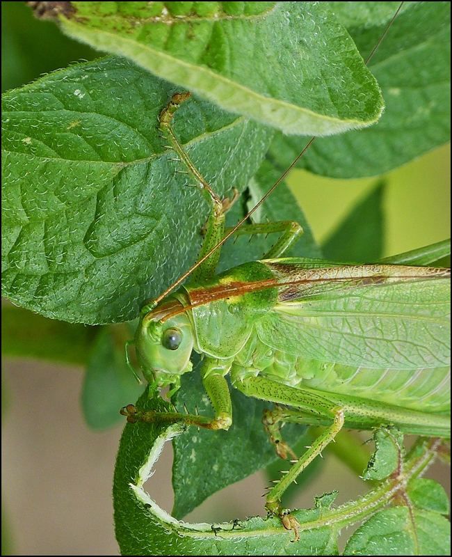 . Die Kartoffelbltter in unserem Garten scheinen diesem Grnen Heupferd (Tettigonia viridissima) Weibchen gut zu schmecken, ber eine Woche haben wir es tglich gesehen. 29.07.2013 (Jeanny)