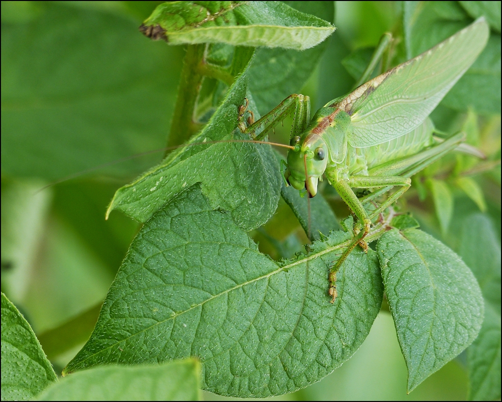 . Die Kartoffelbltter in unserem Garten scheinen diesem Grnen Heupferd (Tettigonia viridissima) Weibchen gut zu schmecken, ber eine Woche haben wir es tglich gesehen. 29.07.2013 (Jeanny)