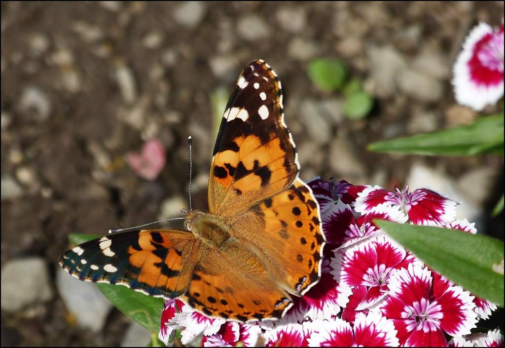 . Distelfalter (Vanessa cardui) gesehen am 27.07.2013. (Hans)