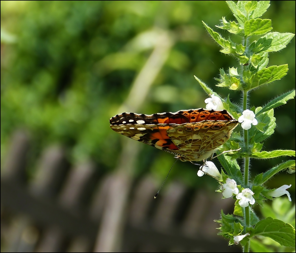 . Distelfalter (Vanessa cardui) mit geschlossenen Flgeln. 27.07.2013 (Hans)